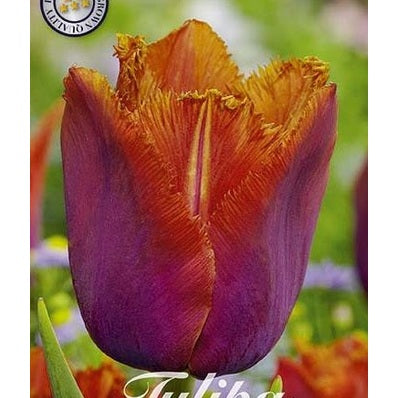 Tulipan 'Louvre Orange' (NEW) 7-pakning